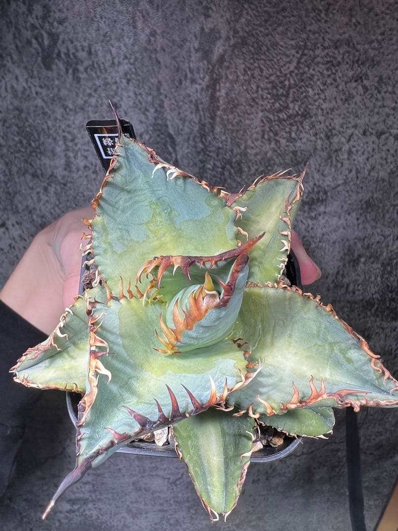 アガベ　チタノタ　クロコダイル　鰐　胴切り天