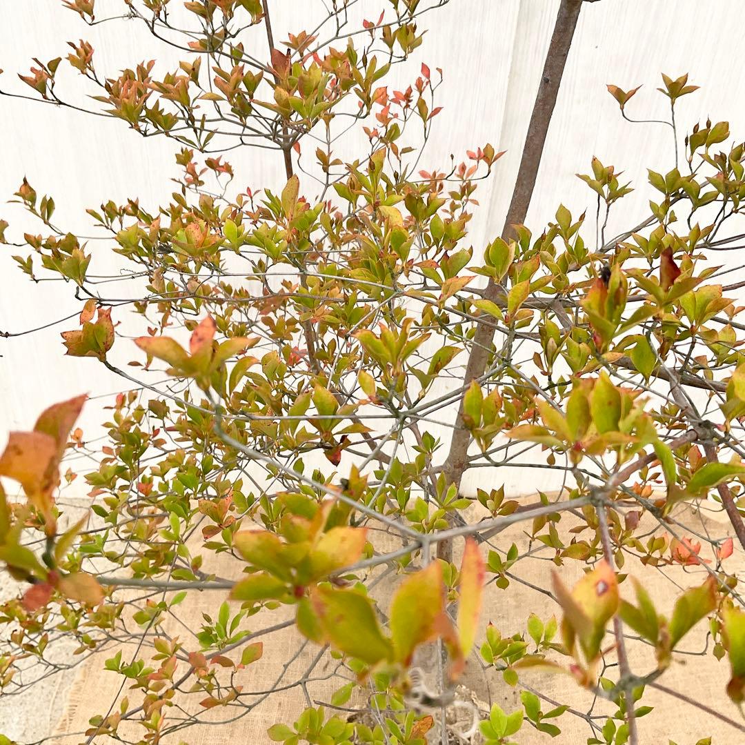 山採りドウダンツツジ　白　/ 793