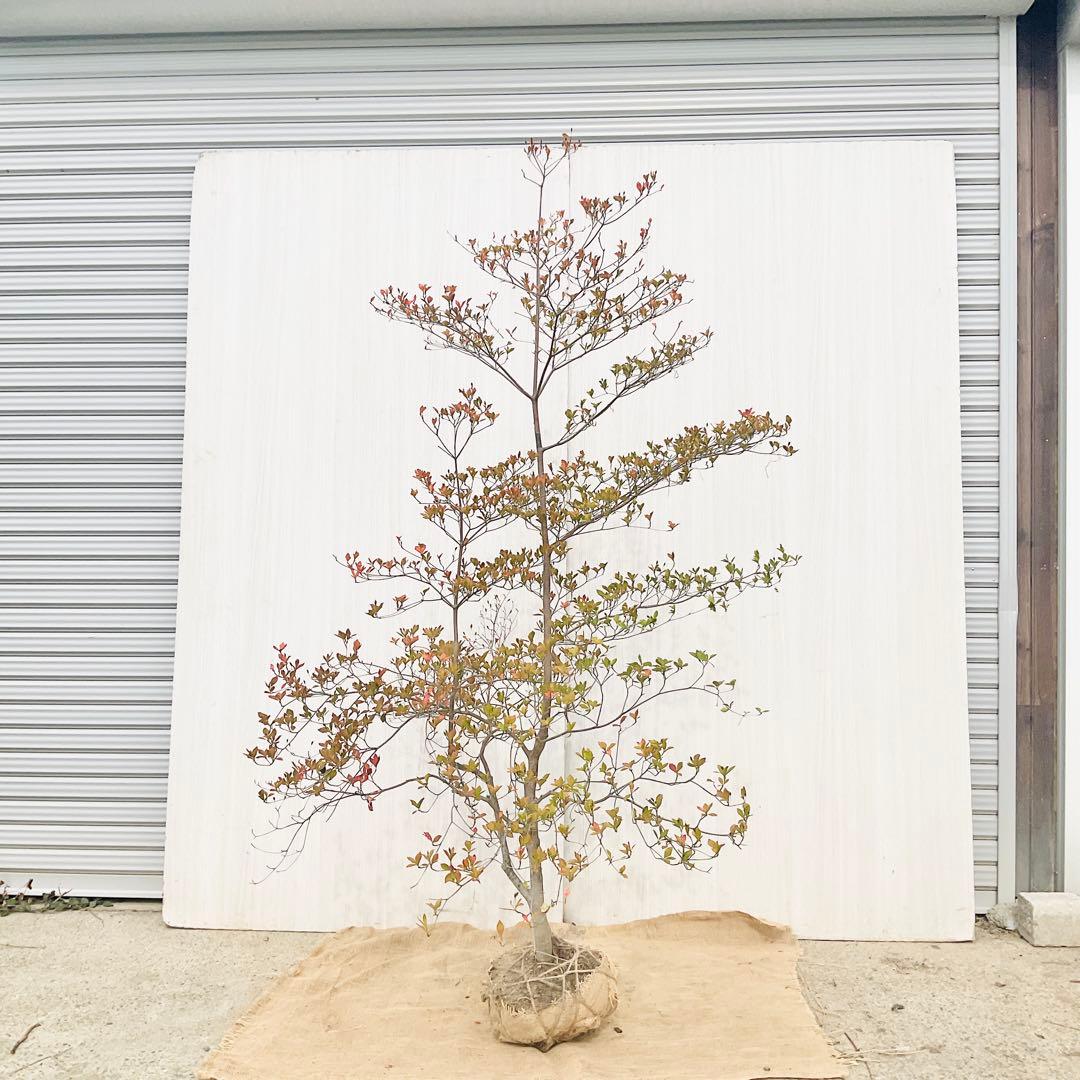 山採りドウダンツツジ　白　/ 793