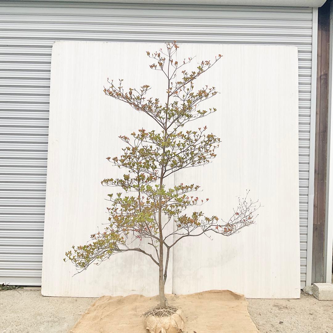 山採りドウダンツツジ　白　/ 793