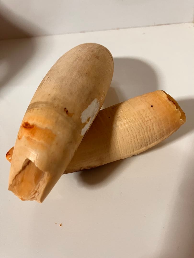 マッコウクジラ　歯　318g