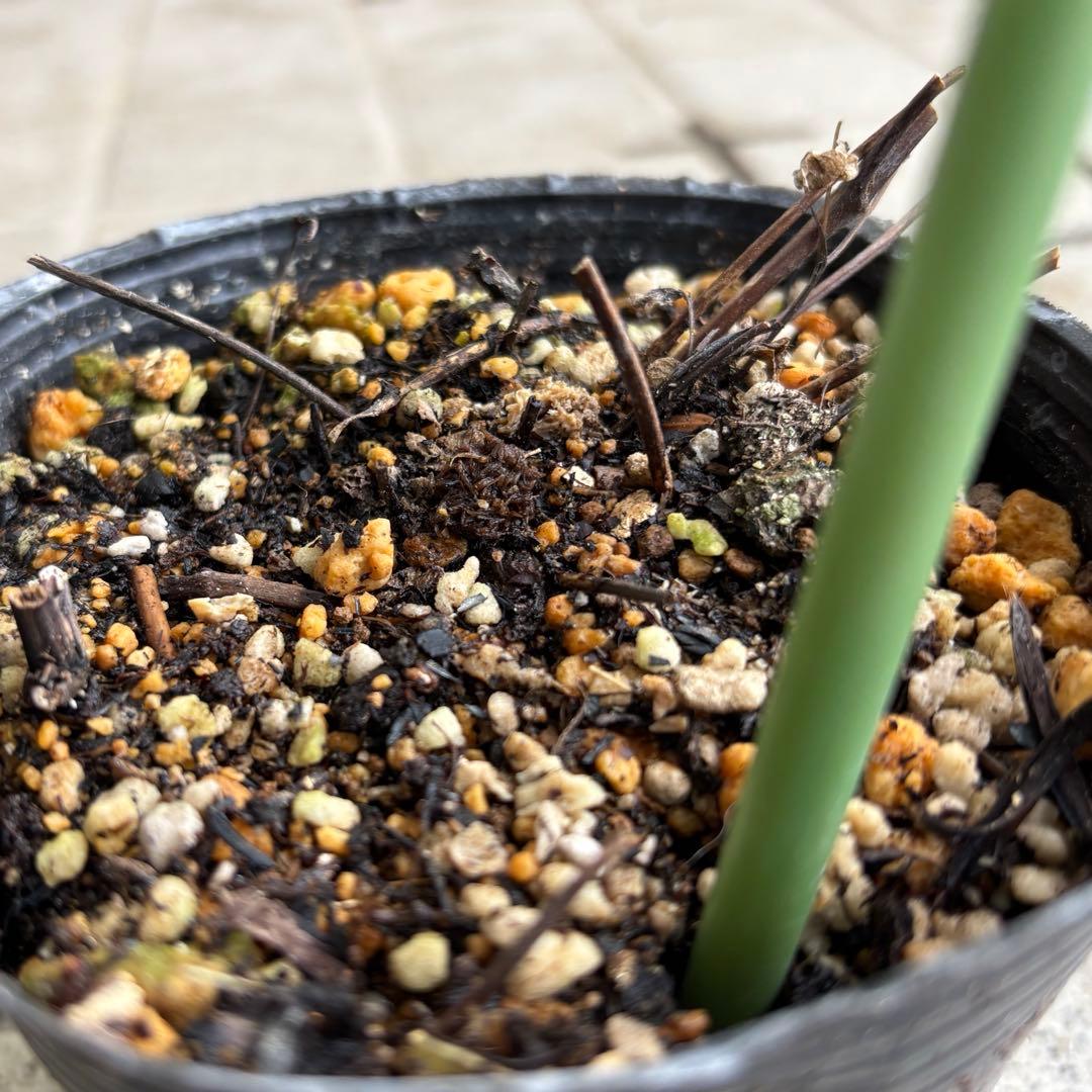 クレマチス　マクロペタラウェッセルトン　苗　プロペルティウス　‼️超レア品種‼️