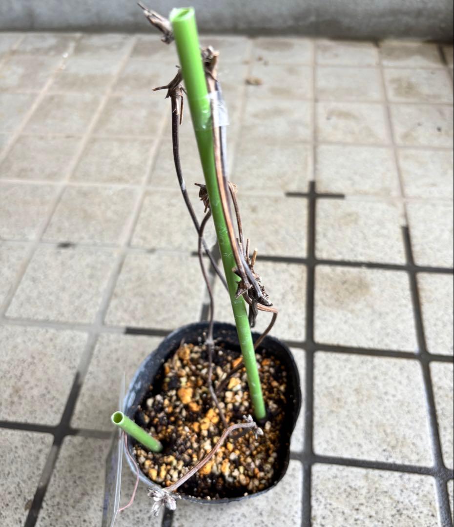 クレマチス　マクロペタラウェッセルトン　苗　プロペルティウス　‼️超レア品種‼️