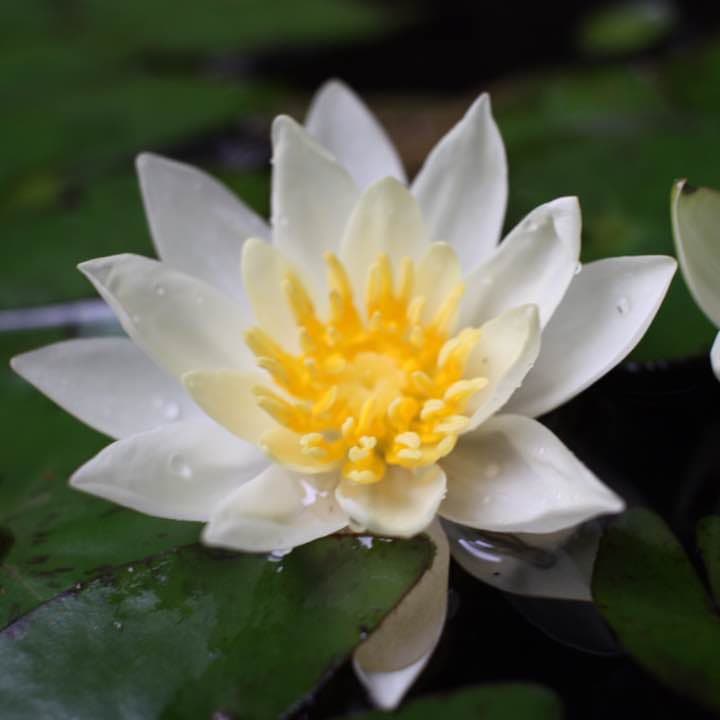 レンズ(ズーム) canon EFS 24mm f/2.8  stm