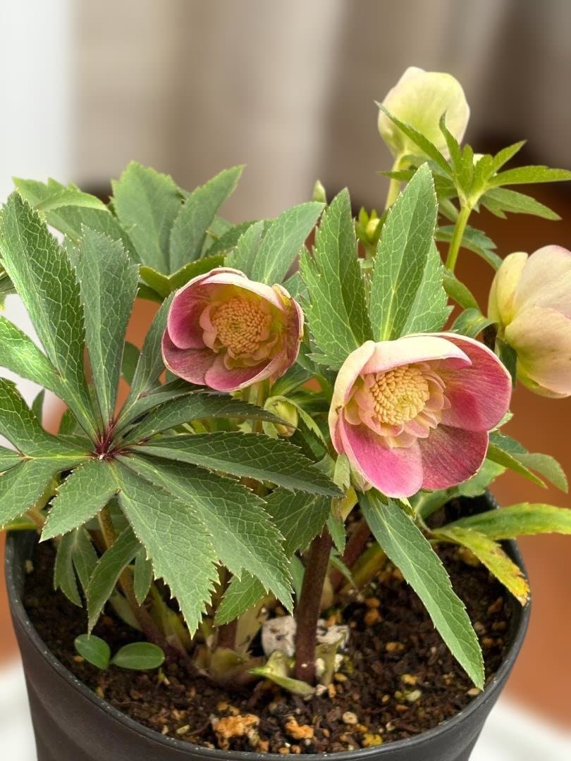 広瀬園芸　ピンクゴールドSD　クリスマスローズ開花株