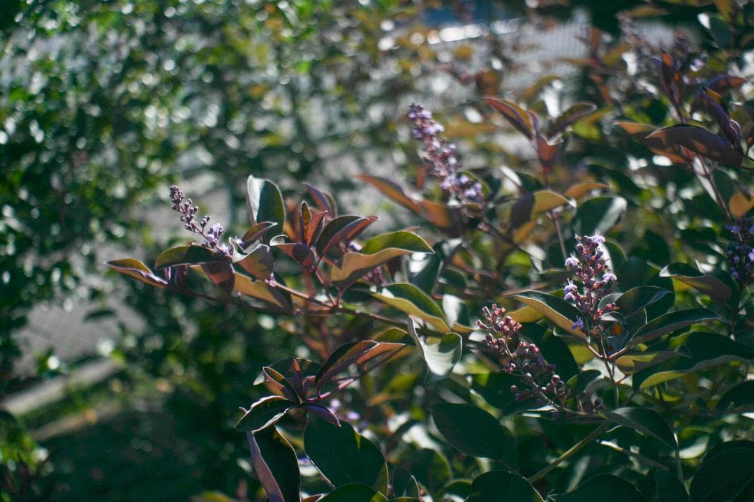 スマホ転送OK！Canon EOS kiss Digital レンズキット