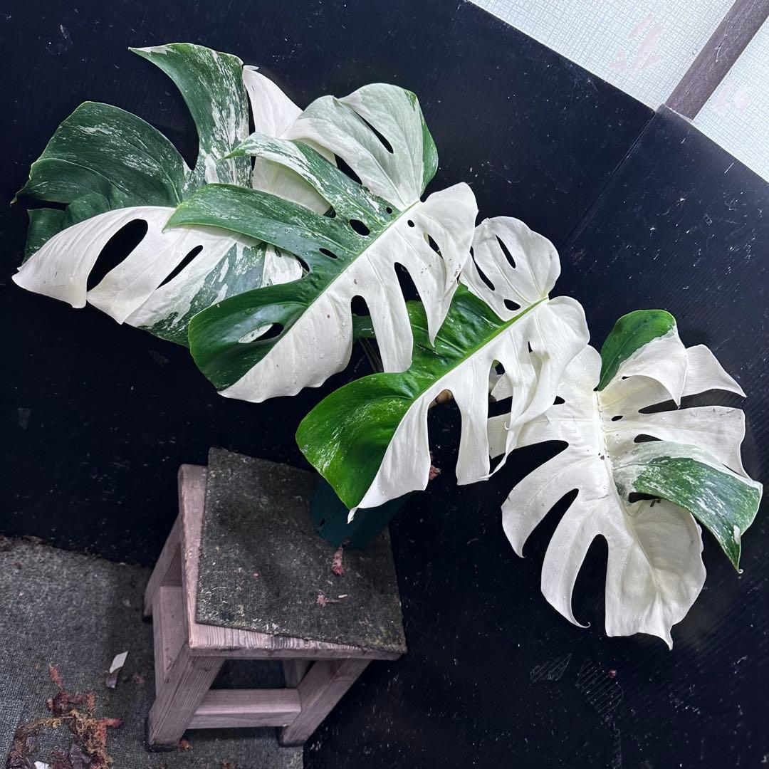 ほ*し様 モンステラ斑入りハーフムーンホワイトタイガー極美斑入り　　 51cm