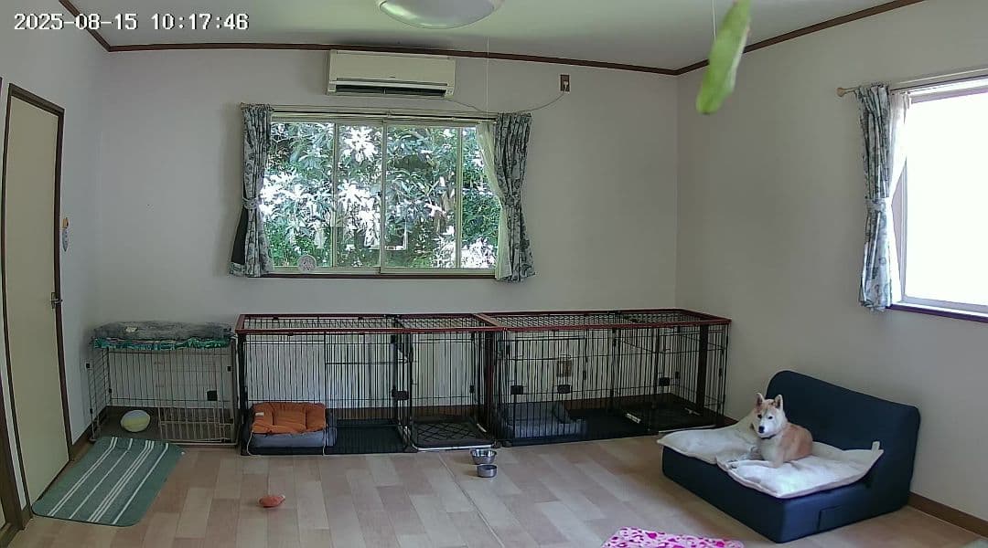 大型犬用金属製犬用ケージ