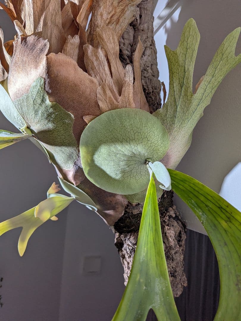 ビカク／親株／willinckii wild indonesia