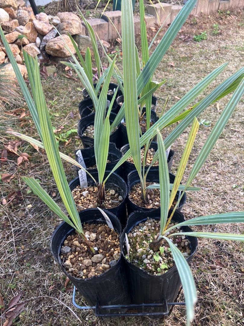 ブラヘア　アルマータ　12株