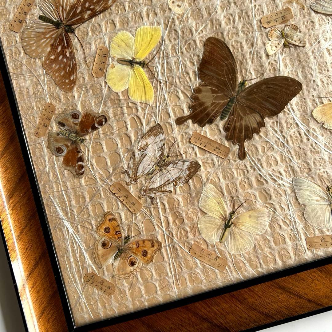 蝶の標本 蝶標本コレクション　18種　日本産　台湾産　木製フレーム付き