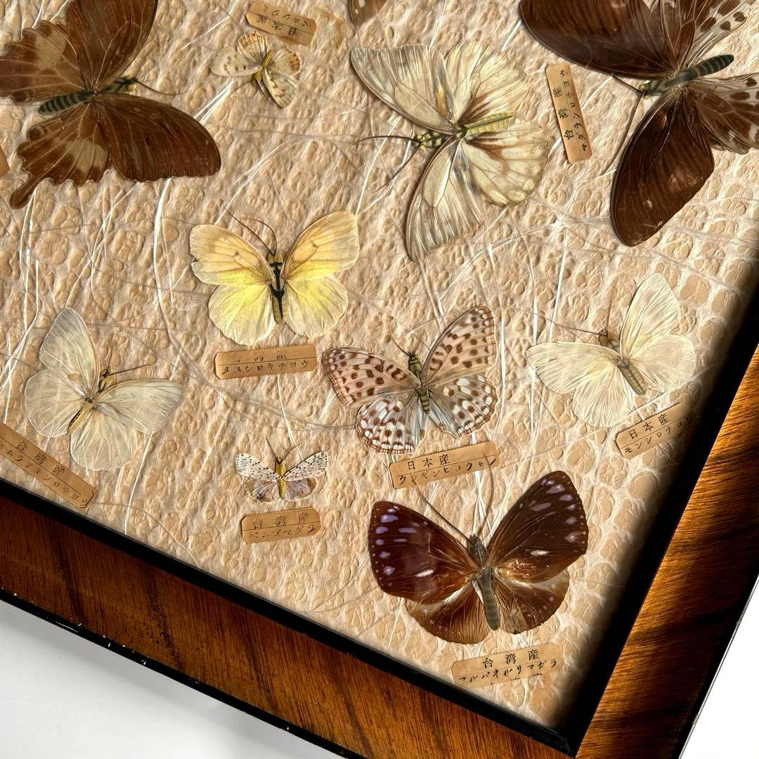 蝶の標本 蝶標本コレクション　18種　日本産　台湾産　木製フレーム付き