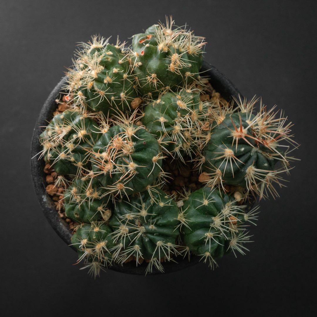 綾波 モンストx 10 （実生） #195