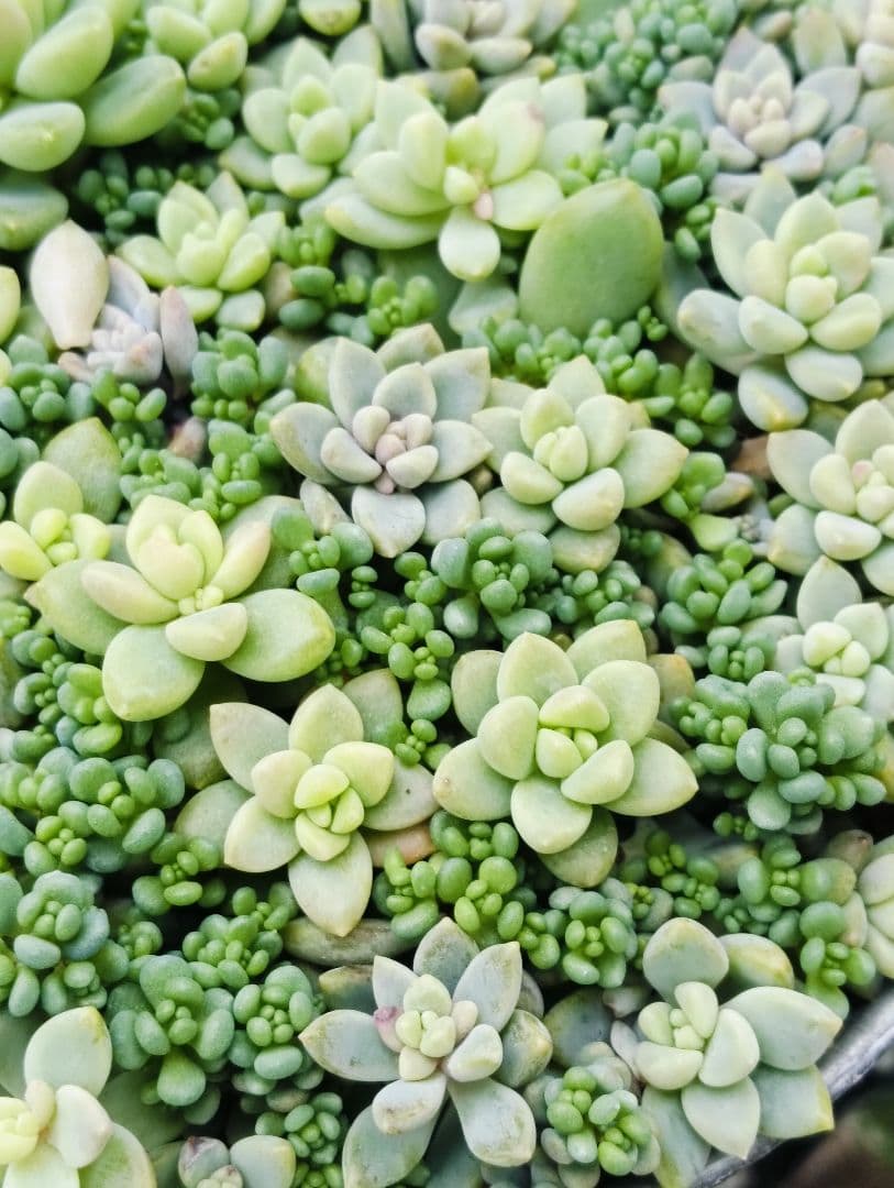 多肉植物　セダム　姫秋麗×プロリフィカ8カット&パープルヘイズ20カット