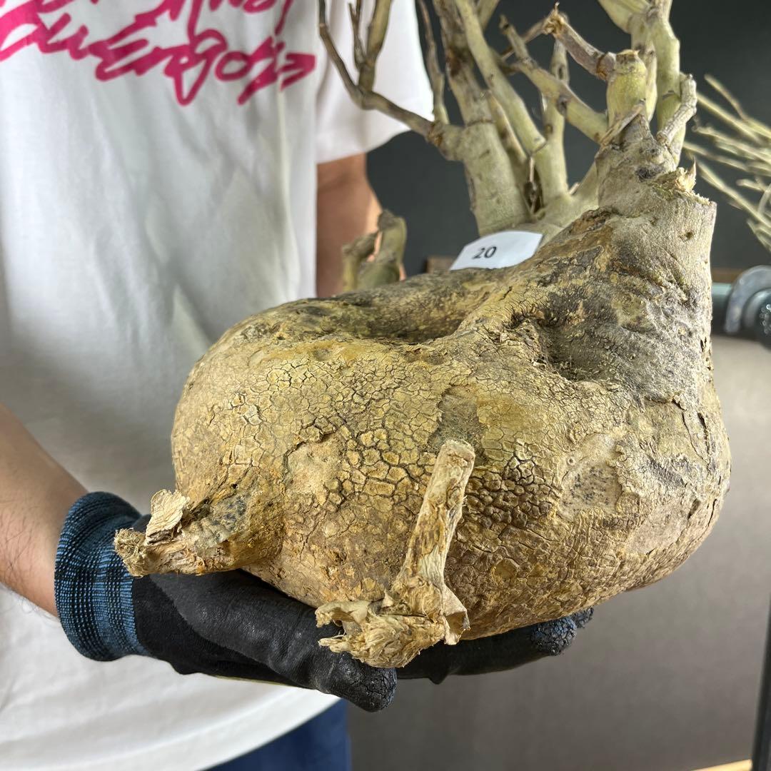 ビ*ー様 20 激レア 超大株 アデニア ペチュエリー 現地球 鮮度抜群