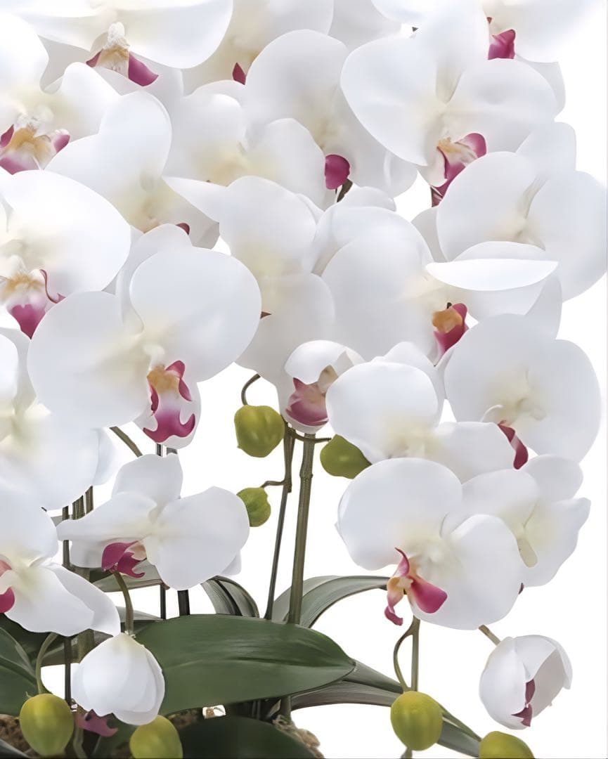 光触媒　人工観葉植物　ウォールグリーン　クィーン胡蝶蘭5本w/ab高さ74センチ