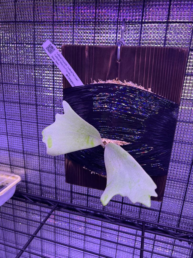 ビカクシダ willinckii 3Mix Spore 台湾株