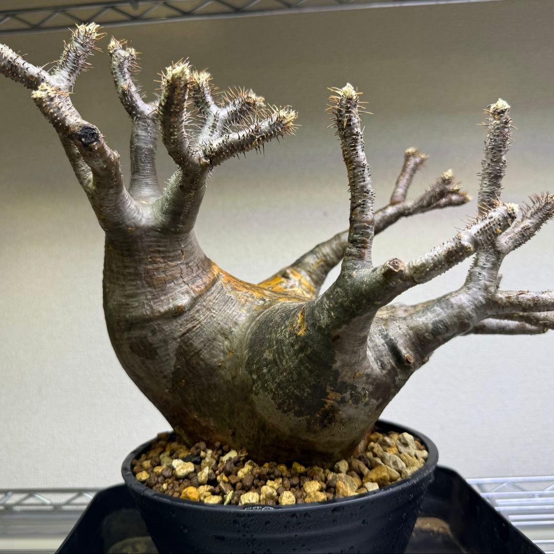 パキポディウム グラキリス 現地球 発根管理中