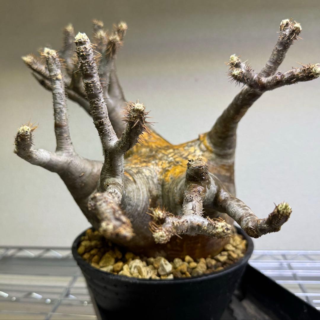 パキポディウム グラキリス 現地球 発根管理中