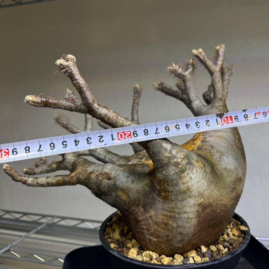 パキポディウム グラキリス 現地球 発根管理中