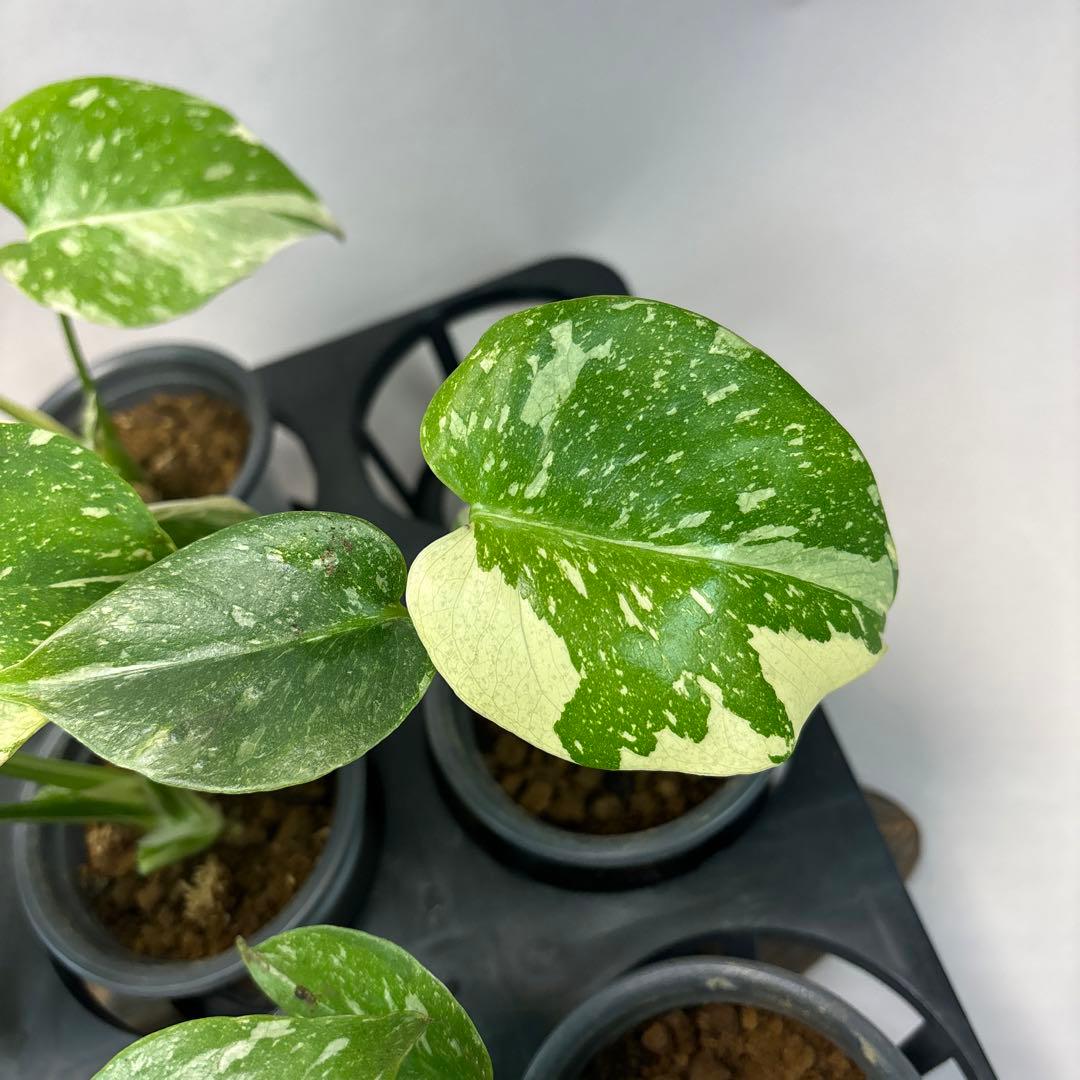 サ*イ様 10株セットms55【特別選抜】モンステラ・タイコンステレーション 斑