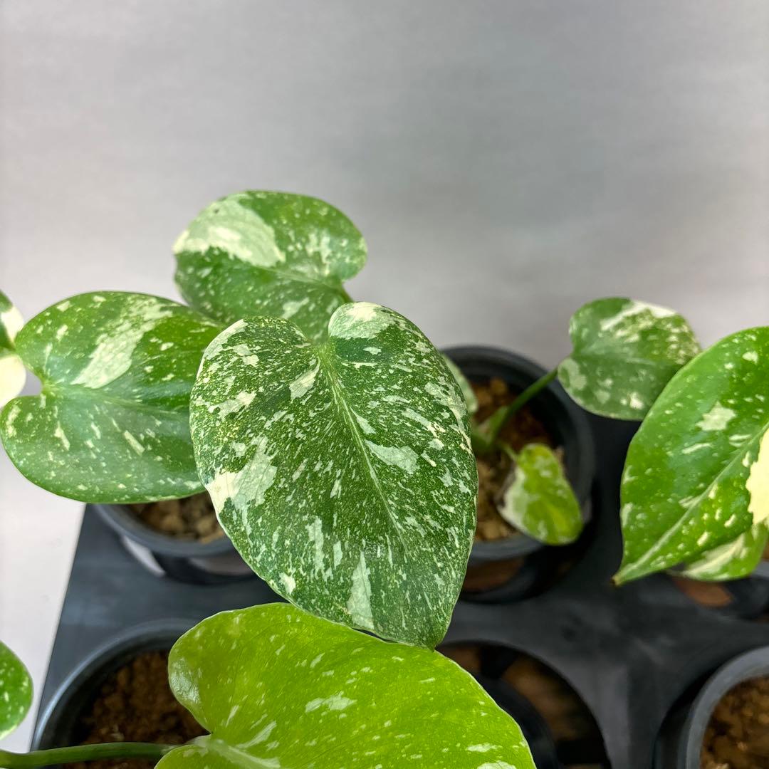 サ*イ様 10株セットms55【特別選抜】モンステラ・タイコンステレーション 斑