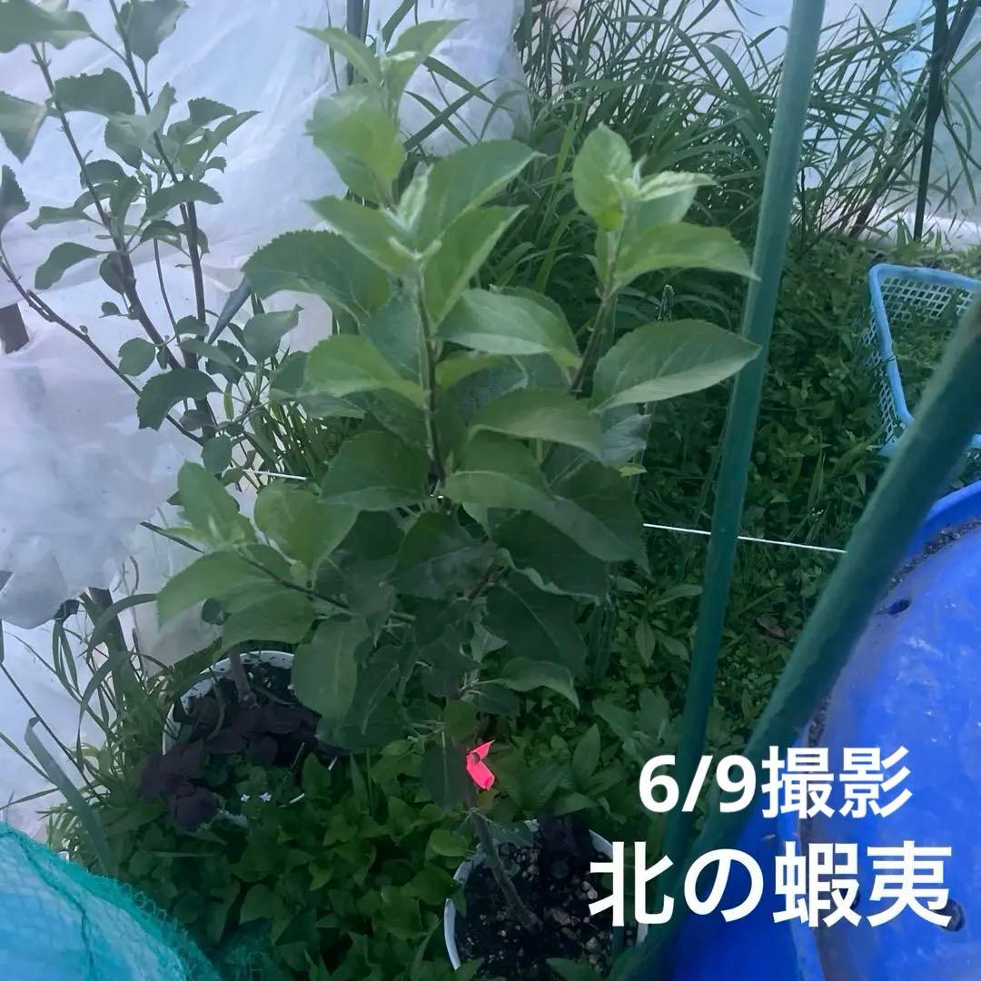 りんご　苗木　王林　１.7メートル