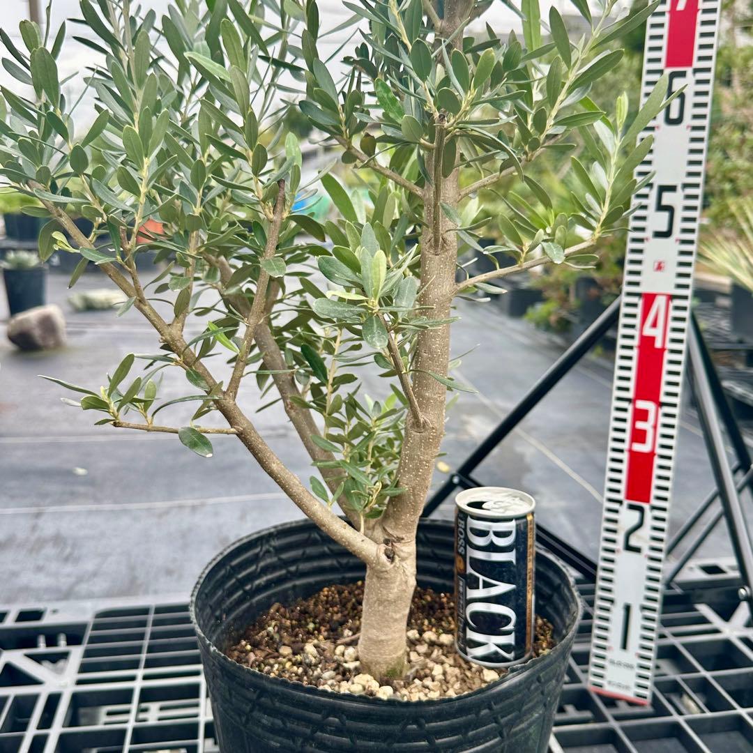 オリーブ シプレシーノ 【樹高:約100cm】 仕立て物 oct04
