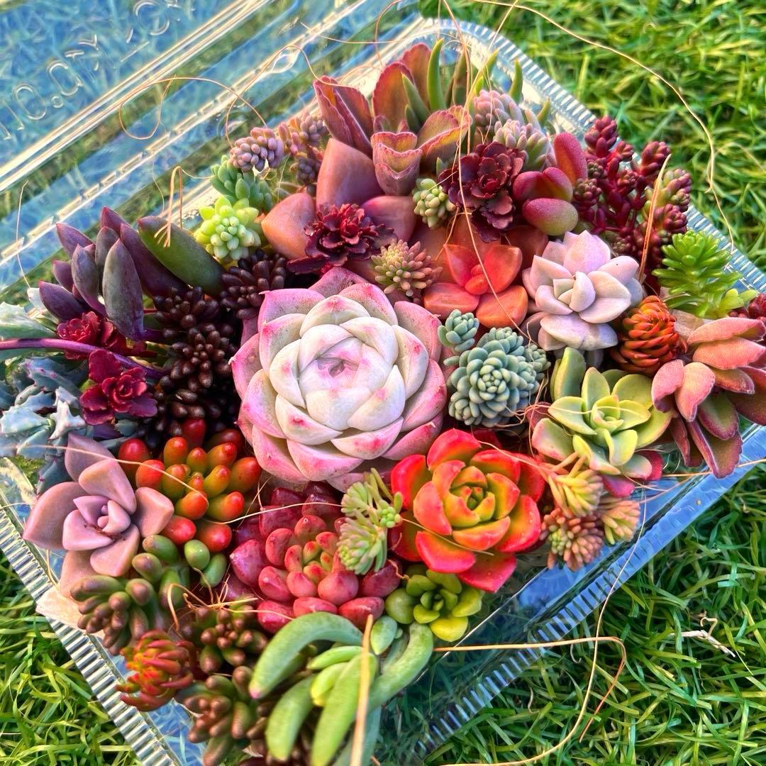 多肉植物カット苗　寄せ植えセット