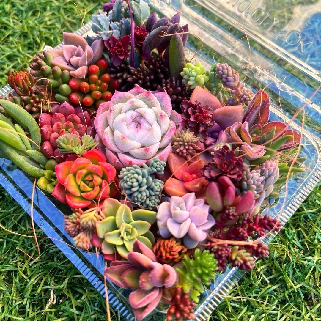 多肉植物カット苗　寄せ植えセット