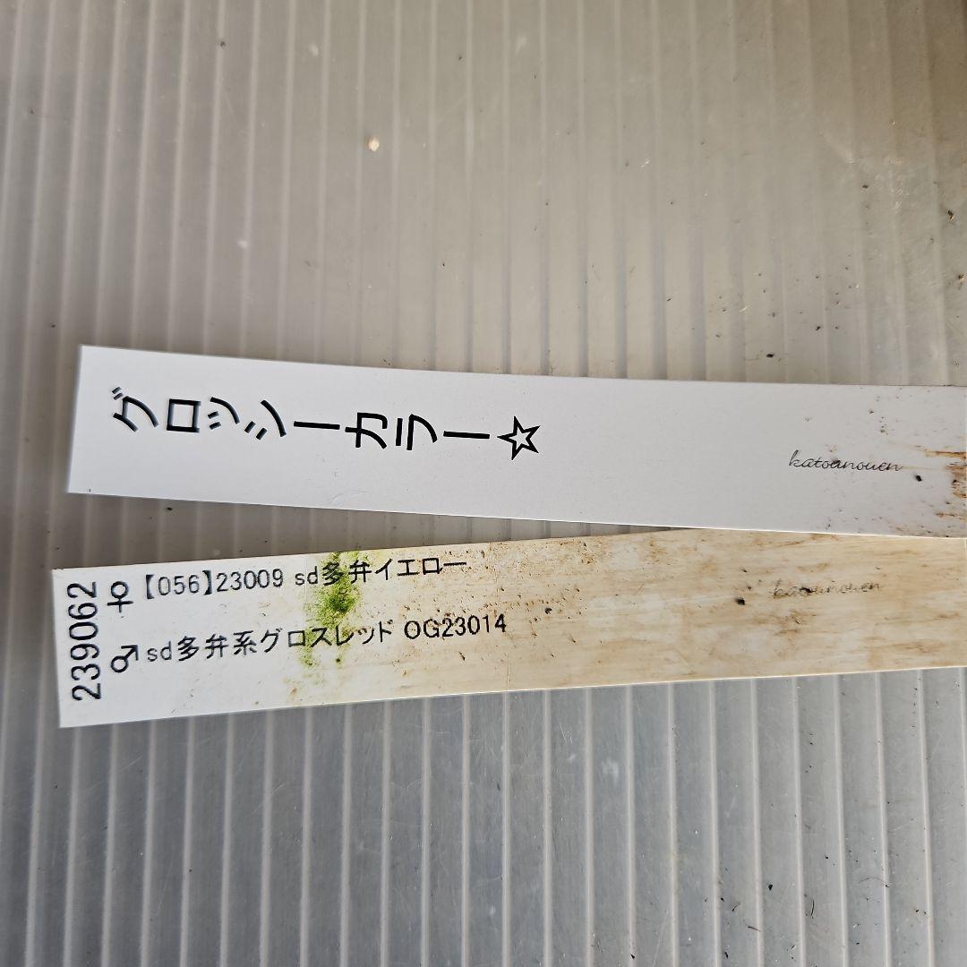 ㉖-408クリスマスローズ