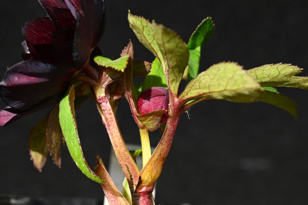 クリスマスローズ　認定ブラックゴールド　加藤農園