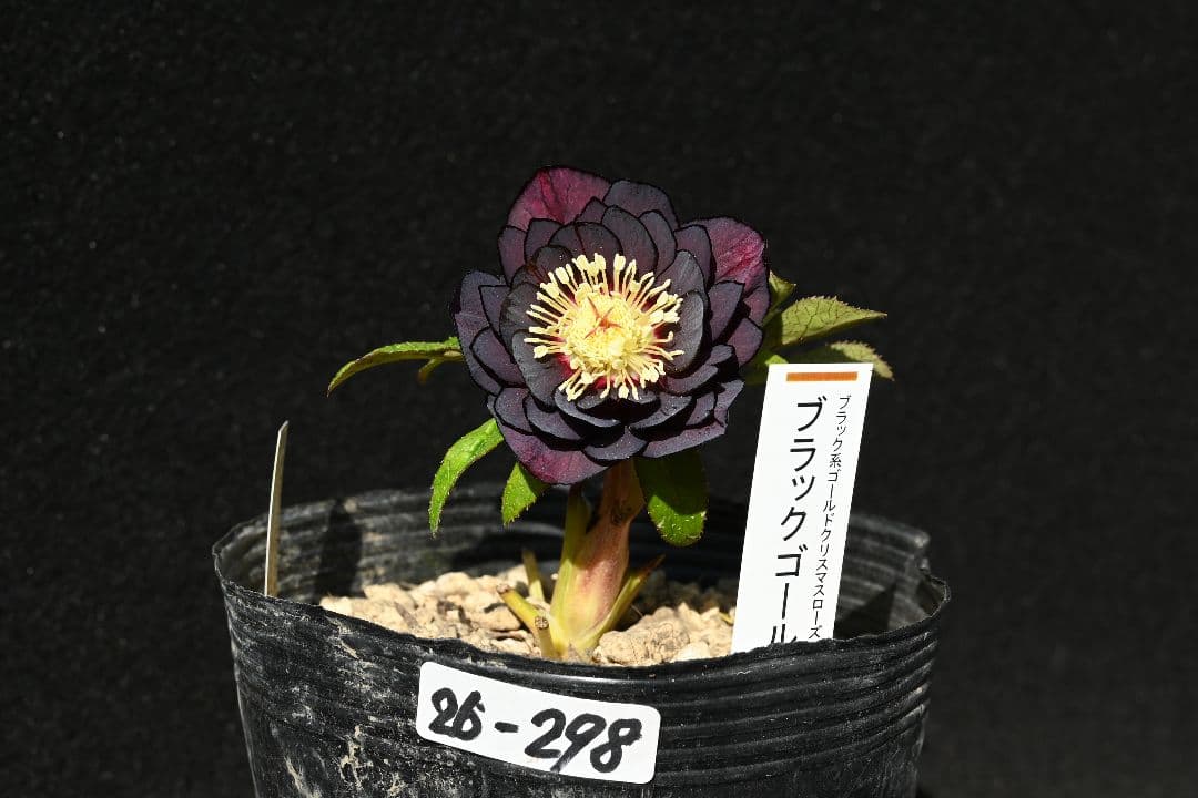 クリスマスローズ　認定ブラックゴールド　加藤農園