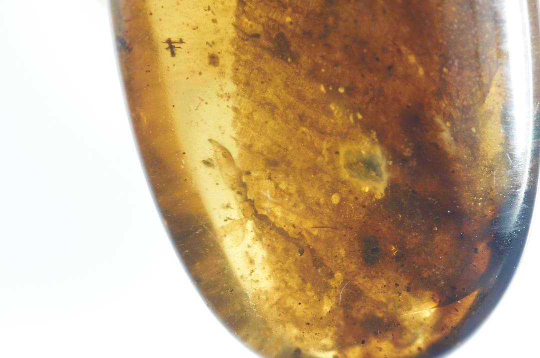 レア極上品 PA114虫入り琥珀化石　ミャンマーカムティかタナイ9900万年前