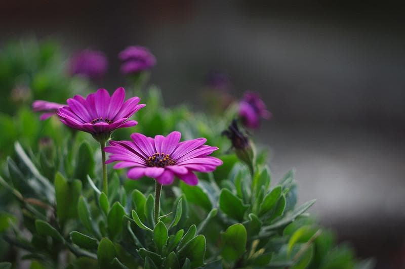 79 　新品同様　ぐるぐるボケレンズ　ヘリオス　44-2　M42アダプター付