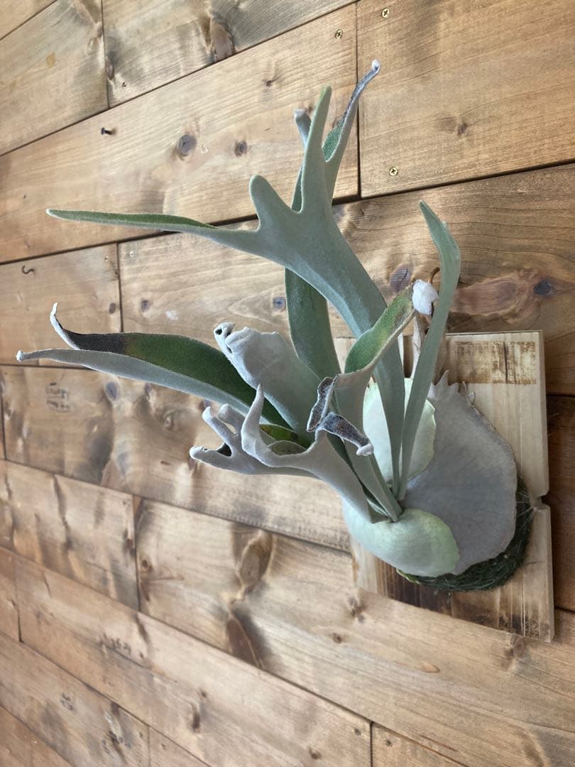 佐*樹様 ビカクシダ ベイチー \"アーバンリバー リバー\" スポア