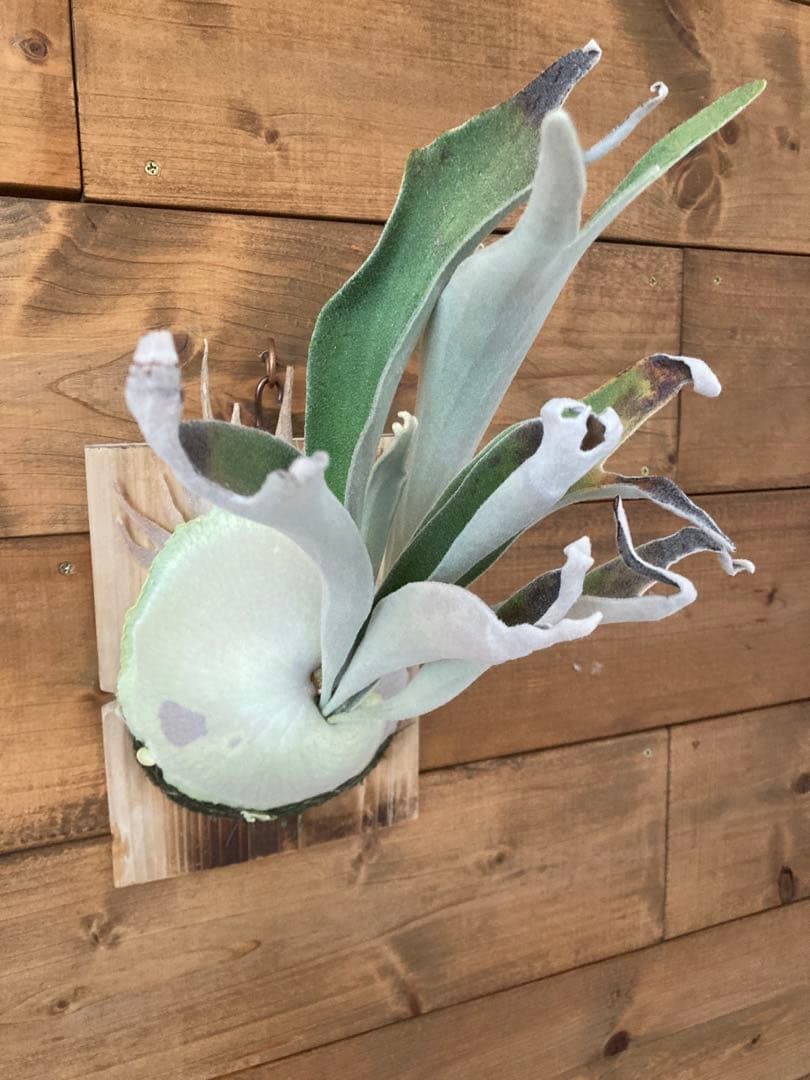 佐*樹様 ビカクシダ ベイチー \"アーバンリバー リバー\" スポア