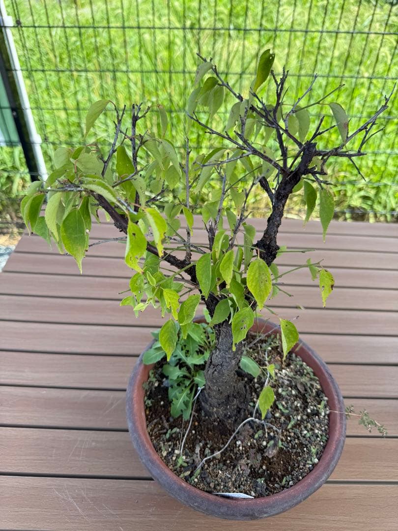 山木　甲州野梅　白一重　咲きます　香り良し