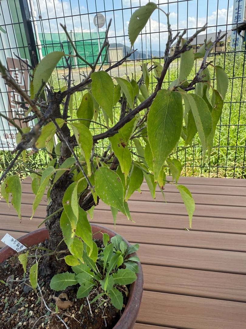 山木　甲州野梅　白一重　咲きます　香り良し