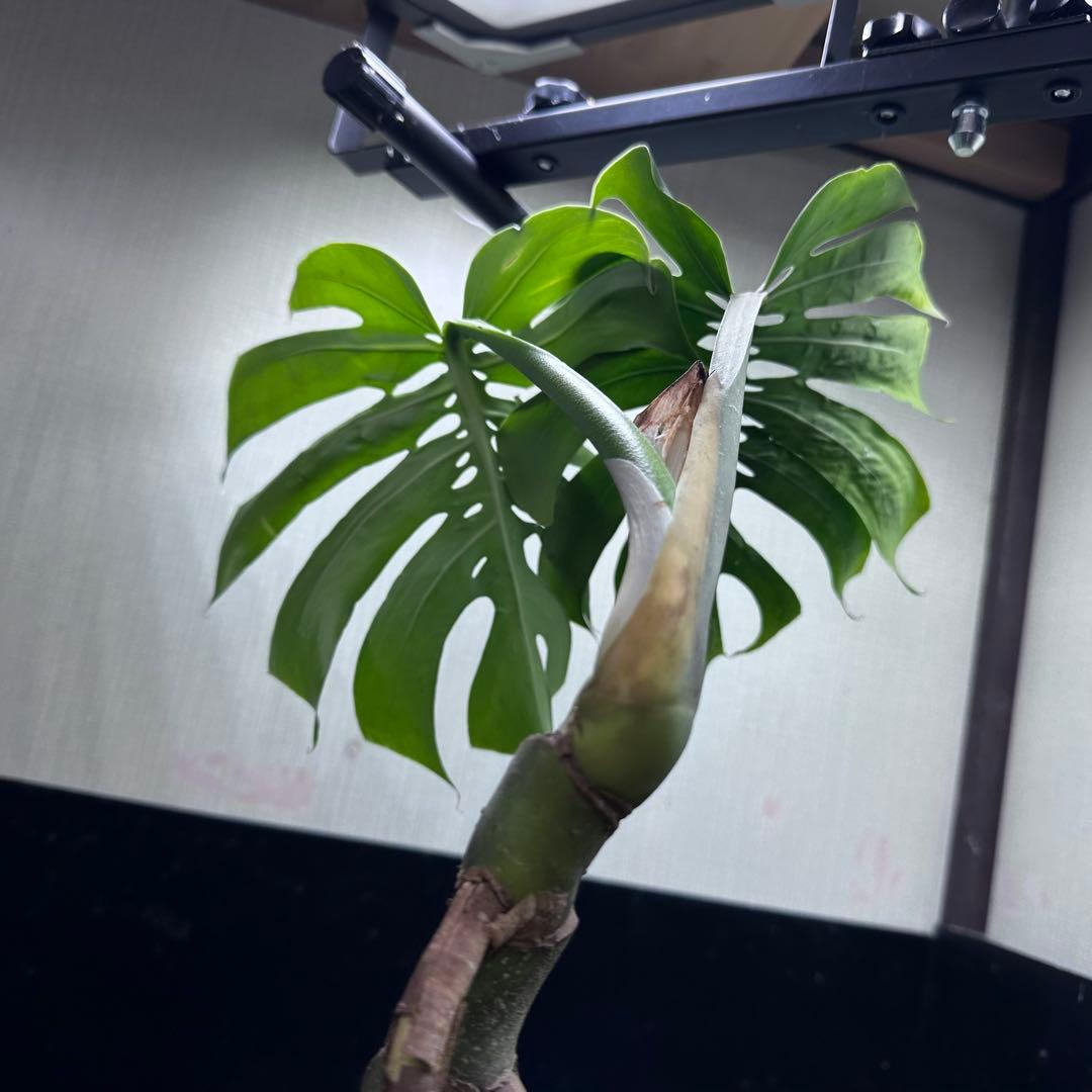 も*ぎ様 モンステラデリシオーサマクロコズム超希少系統鉢植え56㎝