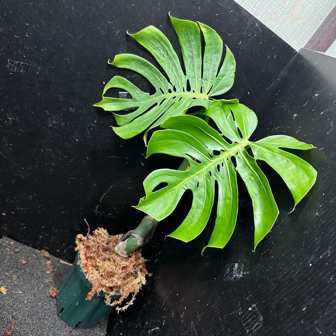 も*ぎ様 モンステラデリシオーサマクロコズム超希少系統鉢植え56㎝