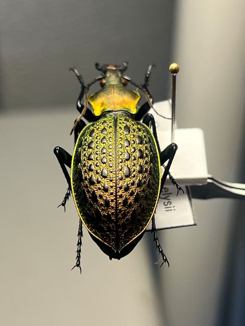 【38mm】エリスカブリモドキ オサムシ標本 オサムシ マイマインミョウ