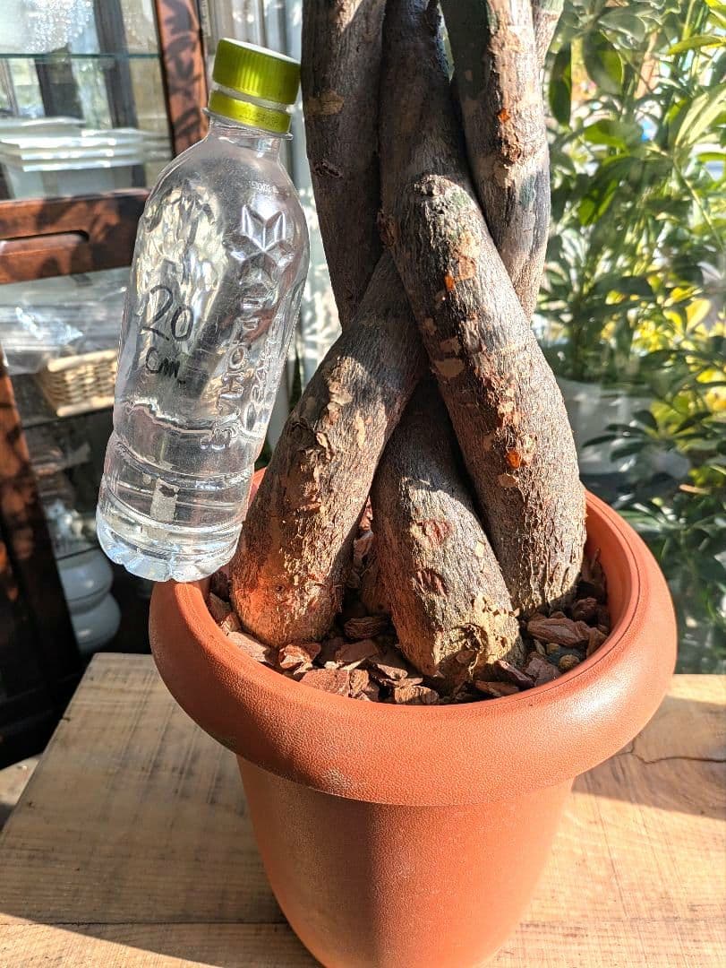 ボタニカルガーデン大杉様のパキラ　 観葉植物