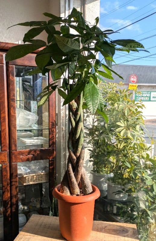 ボタニカルガーデン大杉様のパキラ　 観葉植物