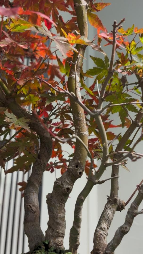 イロハモミジ 盆栽 株立ち5本 樹高35cm 紅葉が美しい本格モミジ