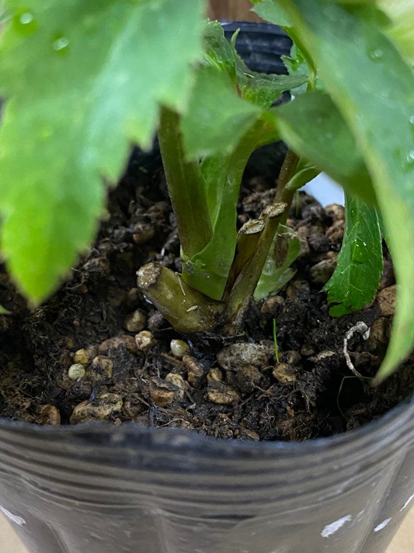 爪利休　曽田園芸