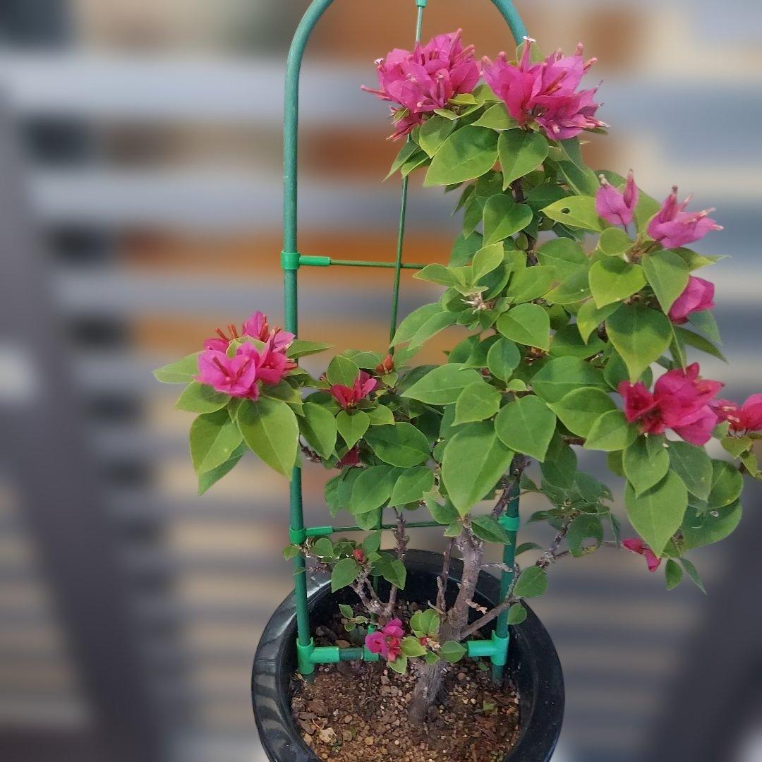 ブーゲンビリアキャンドル 　No.71 らくらくメルカリ便発送‼️