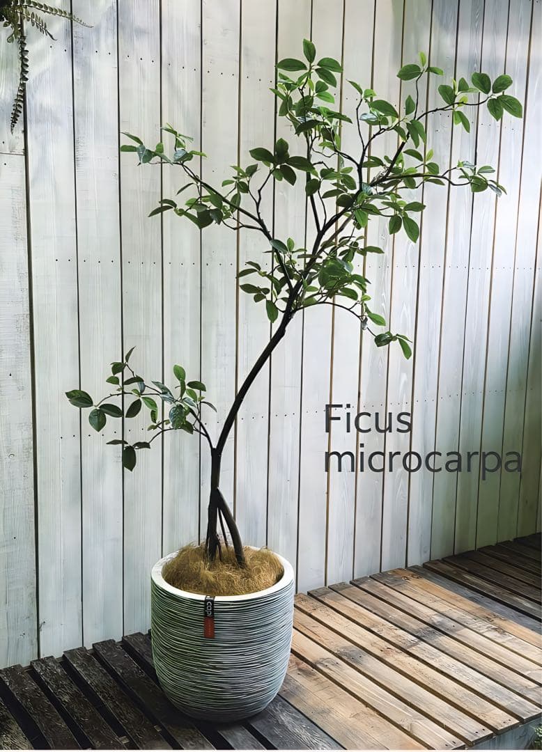 光触媒　人工観葉植物　ウォールグリーン　フェイクグリーン　ガジュマル150FST