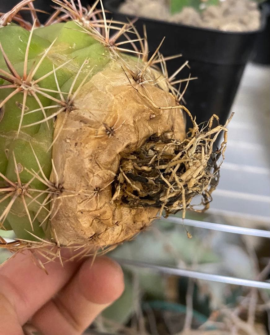 デンモザ 茜丸 実生 大株