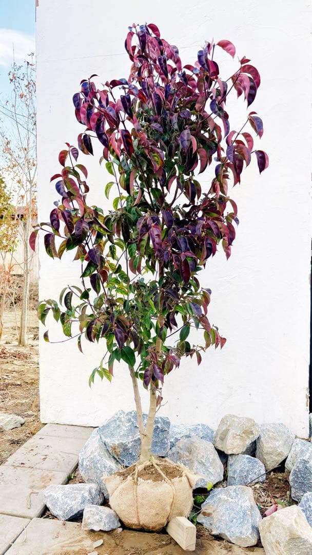 幹太。逸品常緑ヤマボウシ ホンコンエンシス1.6M(鉢底から)品番C